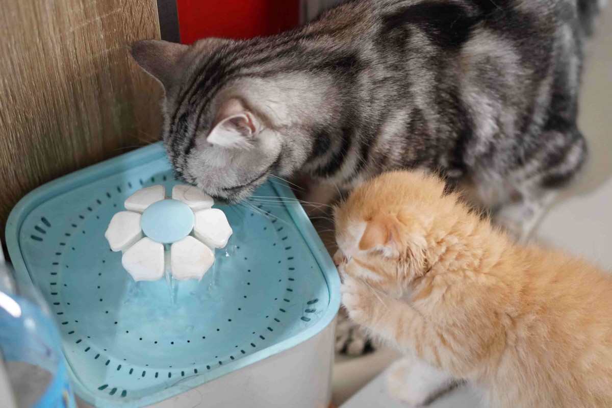 distributeur eau chat